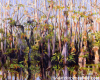 Magic and Mystery in the Big Cypress Preserve 16"x20"